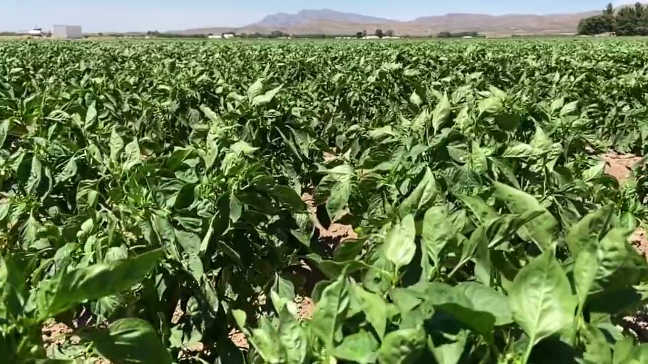 Rows of green chile plants with the New Mexico mountains in the distance
